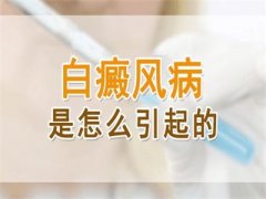 ���缲�������������